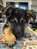 German Shepherd Puppy in Cincinnati - TradinPost Classifieds